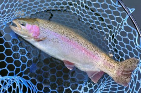 シビアなアタリを掛ける ～岡崎トラウトポンド～